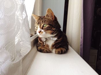 Cat looking away while sitting on window sill