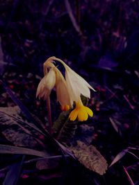 Close up of yellow flowers