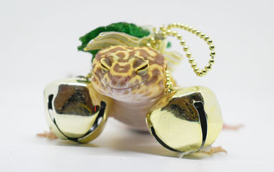 Close-up of a turtle on white background