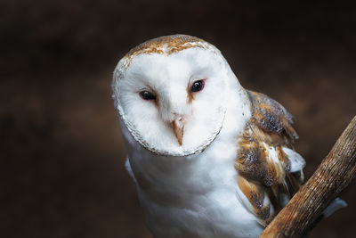 Close-up of bird