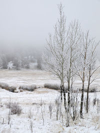 Bare tree on snow covered land against sky