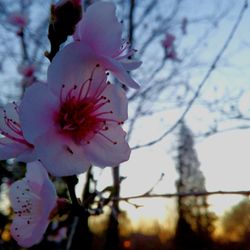 Close-up of pink flowers on tree