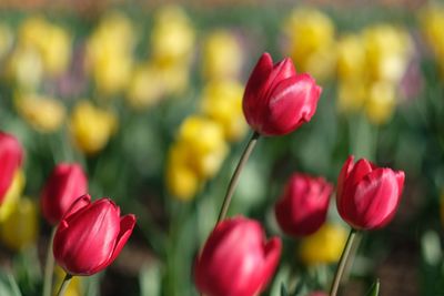 Close-up of flowers blooming outdoors