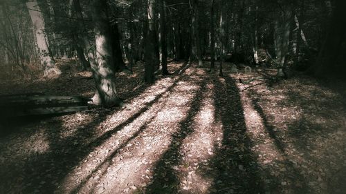 Dirt road passing through forest