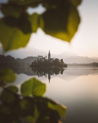 Reflection of plants in lake