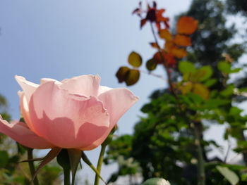 Close-up of pink rose against sky