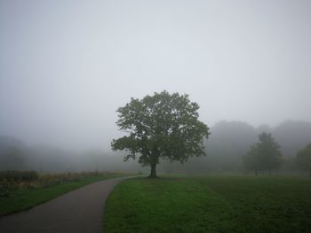 Trees on field against sky during foggy weather