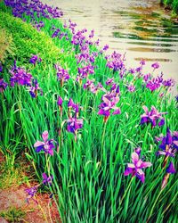 Close-up of pink flowering plants by lake