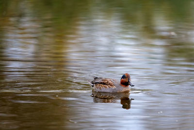 Duck swimming in a lake