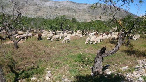 Flock of sheep in a field