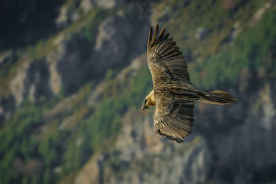 High angle view of bird flying over landscape