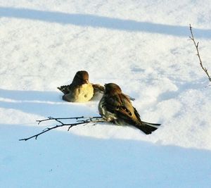 High angle view of bird on tree