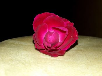 Close-up of rose on pink rose