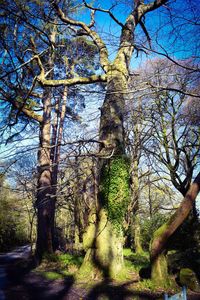 Low angle view of trees in forest against sky