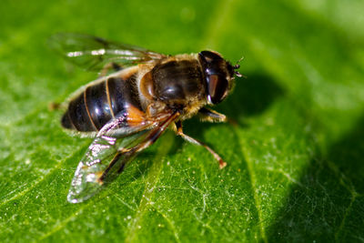 Close-up of insect on leaf