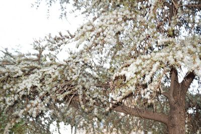 Low angle view of blooming tree against clear sky