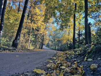 Road amidst trees in forest during autumn