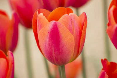 Close-up of red tulips