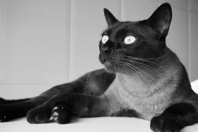 Close-up of a cat looking away at home