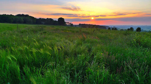 Scenic view of field against sky during sunset