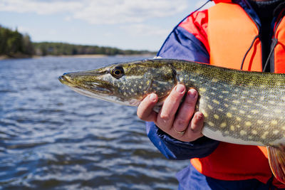 Cropped hand holding fish