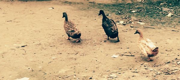 Close-up of birds on sand