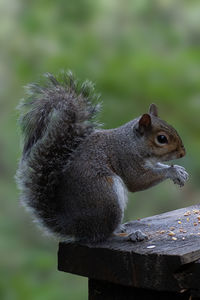Close-up of squirrel on wood