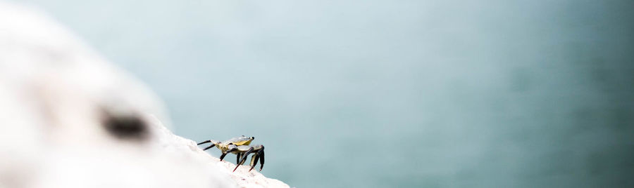 Low angle view of insect on the sky