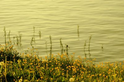 Yellow flowering plants on field by lake