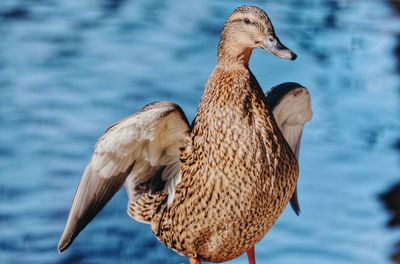 Close-up of duck at lake