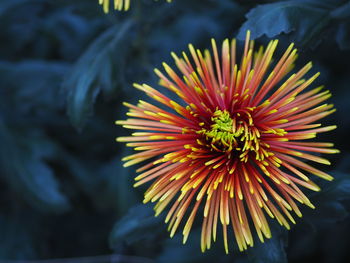 Close-up of yellow flowering plant