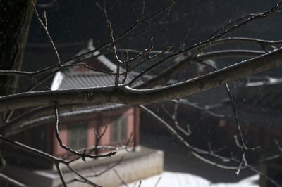 Close-up of bare tree branches during winter