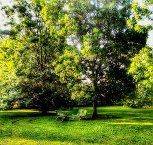 Trees in park