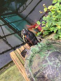 High angle view of bird