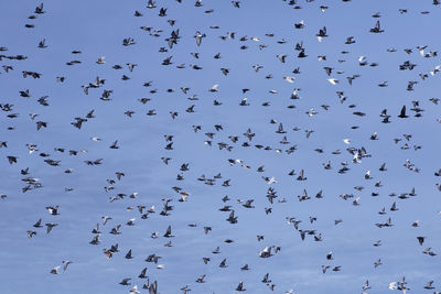 Low angle view of birds flying against blue background