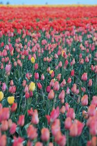 Woodburn tulips 