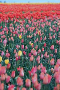 Close-up of yellow flowering plants on field