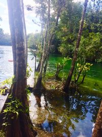 Trees by lake in forest