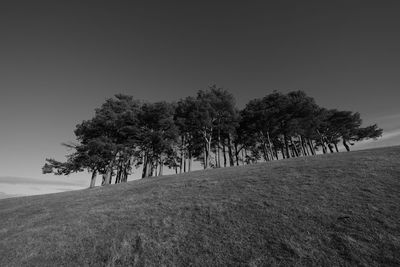 Trees on field against clear sky