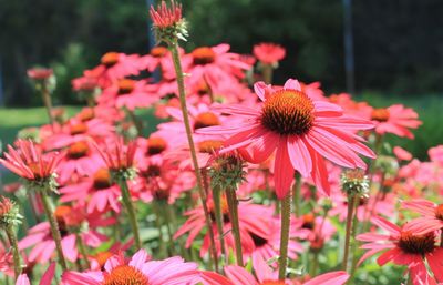 Close-up of pink flowers