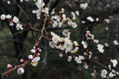 Close-up of cherry blossoms in spring