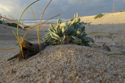 Close-up of small plant on beach