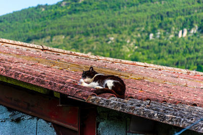 Cat sitting on wood