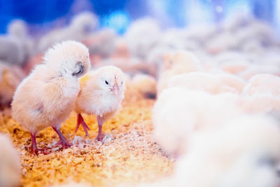 Close-up of chicks in barn