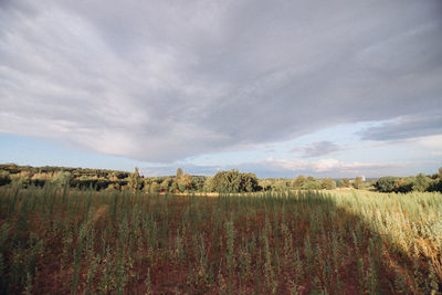 Scenic view of field against sky