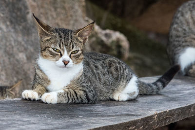 Close-up of cat sitting on wood