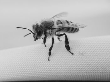 Close-up of insect on table
