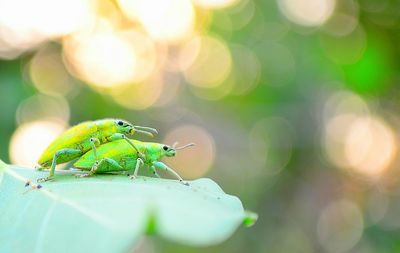 Close-up of damselfly on leaf