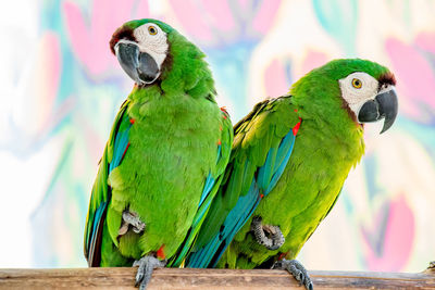 Close-up of great green macaws perching on branch