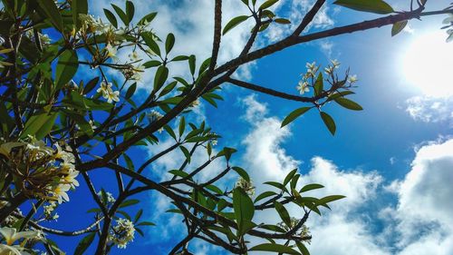 Low angle view of tree against blue sky